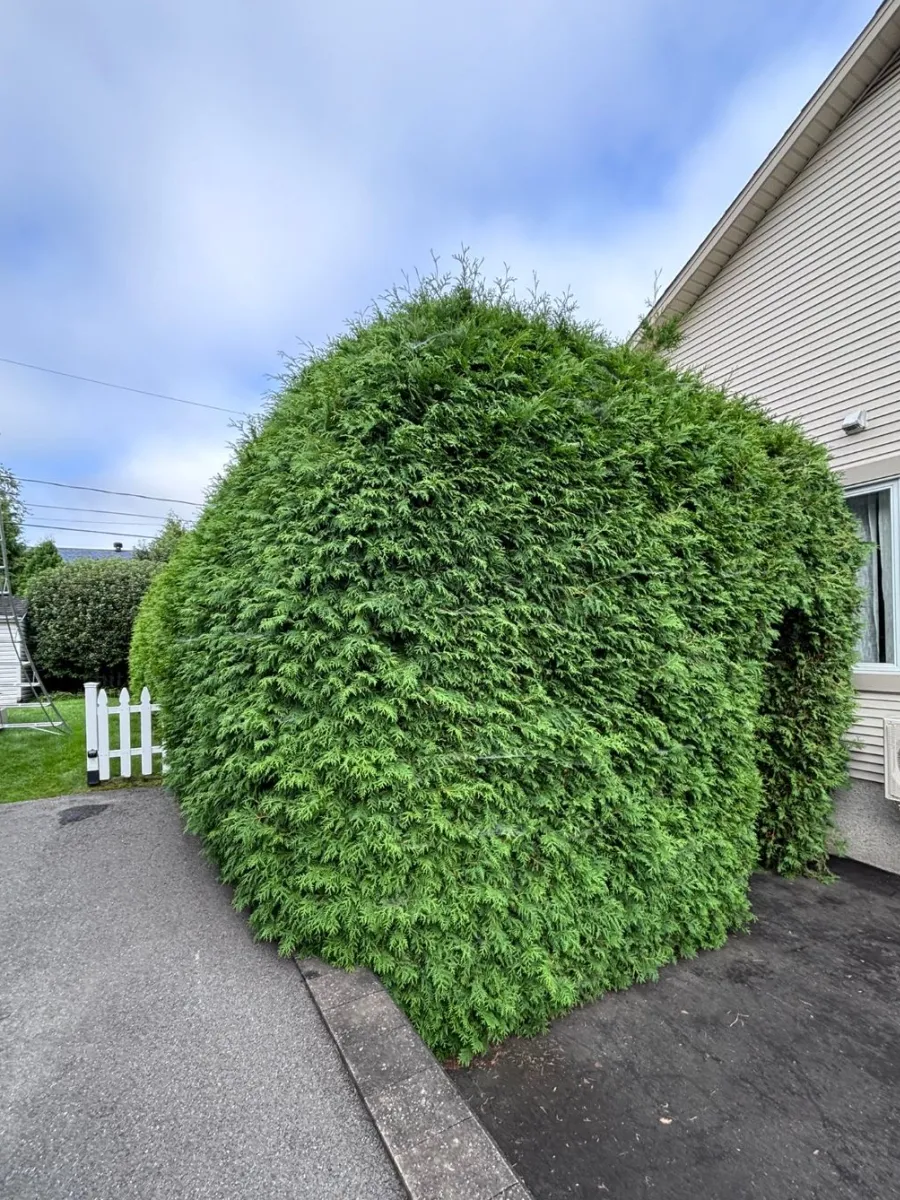 Massif de cèdres taillé en bloc, avant la taille