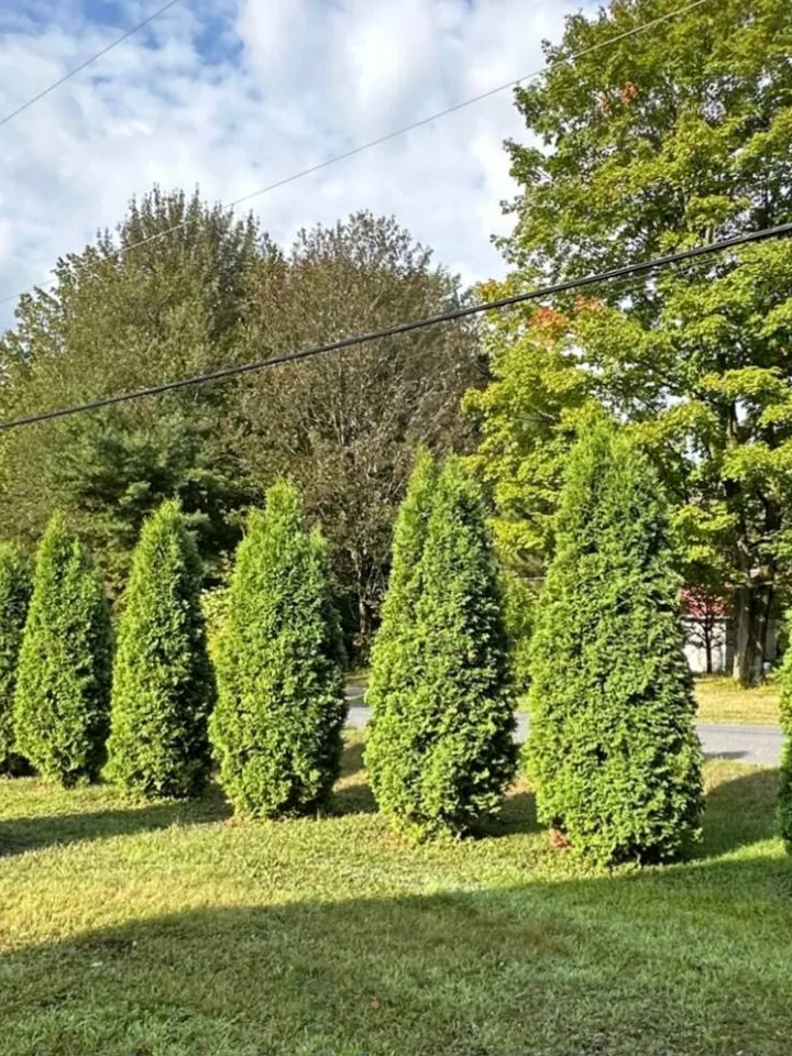Rangée de cèdres taillés en cône, avant